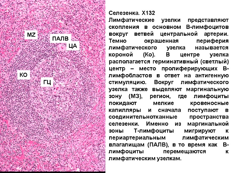 Селезенка. Х132 Лимфатические узелки представляют скопления в основном В-лимфоцитов вокруг ветвей центральной артерии. Темно